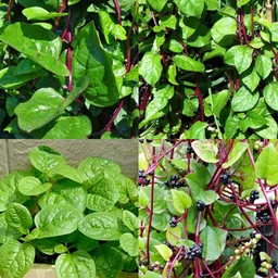 ibains Basella rubra seeds pack of 18 Seed image 2