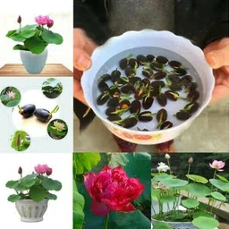sbgarden Lotus Seed-picture-14