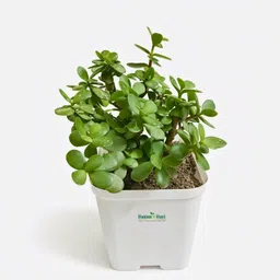 Jade Plant-image-3