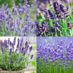ibains Lavender seeds organic planting no of seeds 47 Seed image 3