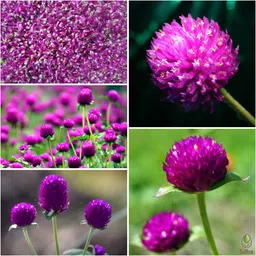 silba Gomphrena Seed, Globe Amaranth Seed, Bachelor Button Seed Seed-picture-14
