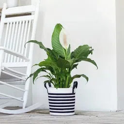 alochuz Peace Lily Plant image 3