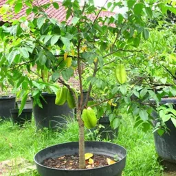 cloud farm Star Fruit Carambola Grafted Plant image 4