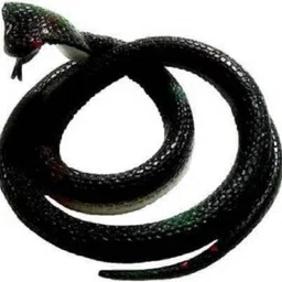 s yuvraj snake Gag Toy snake Gag Toy-picture-21