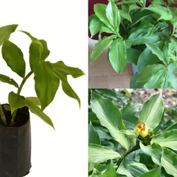 cloud farm Insulin Plant image 4