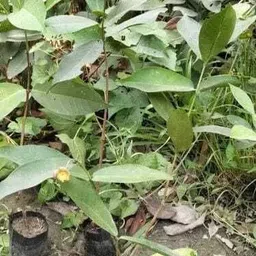 eden of earth Water Apple Red Plant image 5