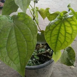 oxygreenplant ZZ Plant image 5