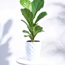 ugaoo White Plastic Heraldry Taper Round Small Desk Pot image 1