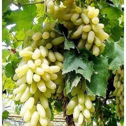 Bahan Traders Seedless Sweet Green Grape Fruit Air Layered plant, Angoor Plant "Special Long Variety" (Produce fruit in 1 Year) image 1