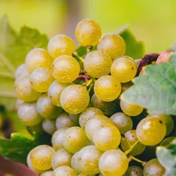 corofitam Grapes Plant-picture-26