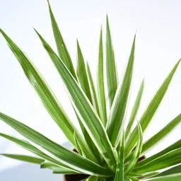 nurseryfriend Spider Plant image 2