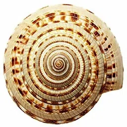 Ceramic Conch Shell Vishnu Chakra for Pooja/Vastu Dosh (1.25 Inch) Pack of 2 Deity Ornament-image-4