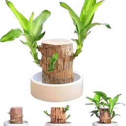 ebainz Brazilian Wood-picture-25