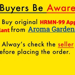 jhamping Apple Plant image 3