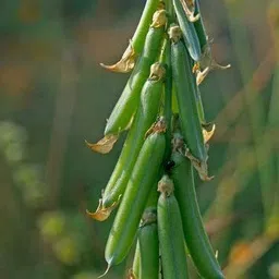 dioart BEANS, DOLICHOS Seed-picture-47