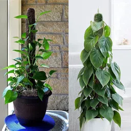 nikhat 2 FT(61 cm) - 6 Pieces -Moss & Coir Stick for Money Plant Support, Indoor Plant Plant Container Set image 4