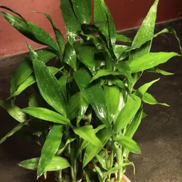 growgaach Three Layer Bamboo Plant image 2