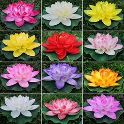 usdeepar retail colourful Lotus seed Seed-picture-23