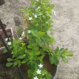 breezy blooms Madhu Kamini Plant-picture-37