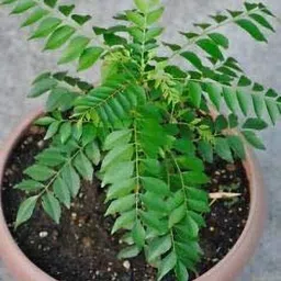 risenshine Curry Leaf Plant-picture-12