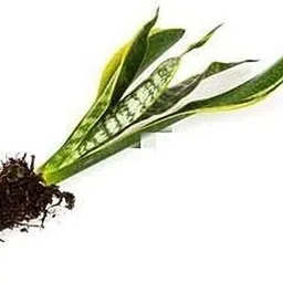 petalpath Snake Plant image 5