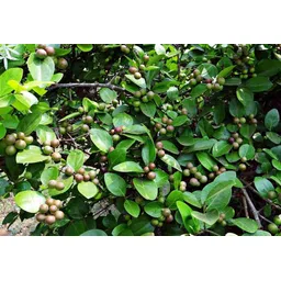 alogardening Karonda Plant image 2