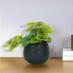 royaloak Golden Pothos Plant-picture-13