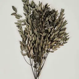 artecasa Set Of 3 Green Eucalyptus Parvifolia Dried Stems image 5