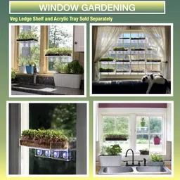 knessin Sustainable Wheat Grass Seeds for Sprouting & Hydroponics-(2000 Seeds) Seed image 4