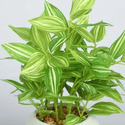 casacraft from pepperfry White Ivy Pvc Nearly Natural Artificial Bonsai With White Ceramic Pot image 5