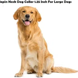 japin Neck Collar Belts for Dog 1.25 inch -Black (Pack of 2) Dog Everyday Collar image 3
