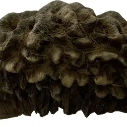 mahant ji 100% Certified Original & Natural Ek Mukhi / One Mukhi Nepali Rudraksha With Gangajal And Chandan Wood image 3