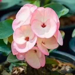 greenyon Euphorbia Plant image 4