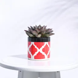 Rose Red Ceramic Pipe Shape Desk Pot Planter by Ugaoo image 1