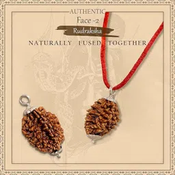 shivtantra NEPALI 2 MUKHI ORIGINAL RUDRAKSHA WITH METAL CAPPING Wood Pendant image 2