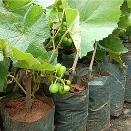 wzza Grapes Plant image 2