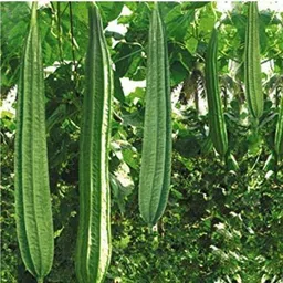 mamoni traders Ridge Gourd Seed, RG-35 Organic Seed For Vegetable Gardening, Ridge Gourd Hybird Seed image 1