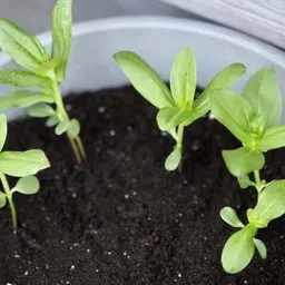 silba Zinnia Seed, Jinnia Seed, Zinia Bij Seed image 4