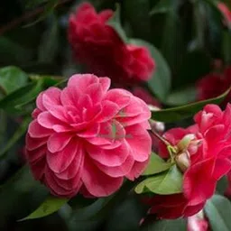 oxiflora Rose Plant-picture-34