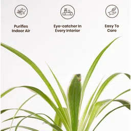 kyari Spider With Aura Pot- Jet-Black image 2