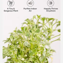 kyari Aralia Variegated Self Watering Pot - Black image 4