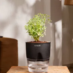 kyari Aralia Variegated Self Watering Pot - Black image 1