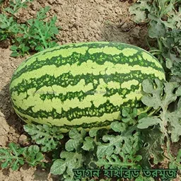sree watermelon, tormuj, Hybrid watermelon Seed-picture-11