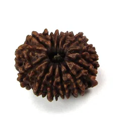 ceylonmine01 Natural 13 mukhi rudraksha shiv beads with lab certificate Wood Pendant Beads Wood image 2