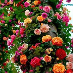 seedsvally Climbing Rose Flower Seeds | Rose Seeds for Home Gardening 35 Seeds Seed-picture-47
