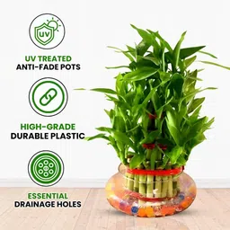 plantsnpetals Three Layer Bamboo Plant image 3