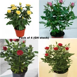 greenhouse stock Rose Plant-picture-19