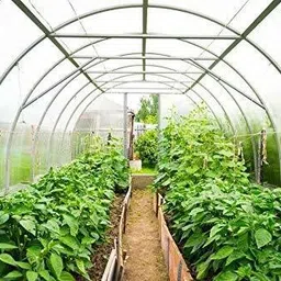 house of common Green House Plastic Transparent Sheet for 18 FT x 10 FT Tent - For Imported 500 GSM Poly Plastic UV Treated DustProo-picture-13