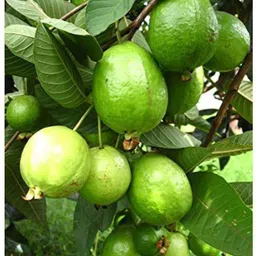 aquinnah Guava Plant image 2