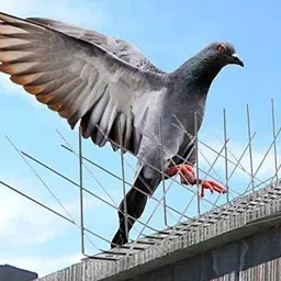 aaradhyam Bird Spike image 2